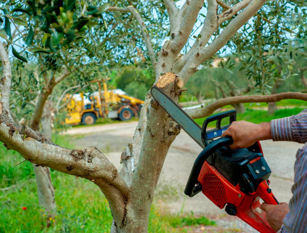 The Steps Involved in Our Tree Care Process in New Franklin, MO